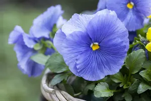 VT ZOMERVIOLIER GEMENGD - afbeelding 2