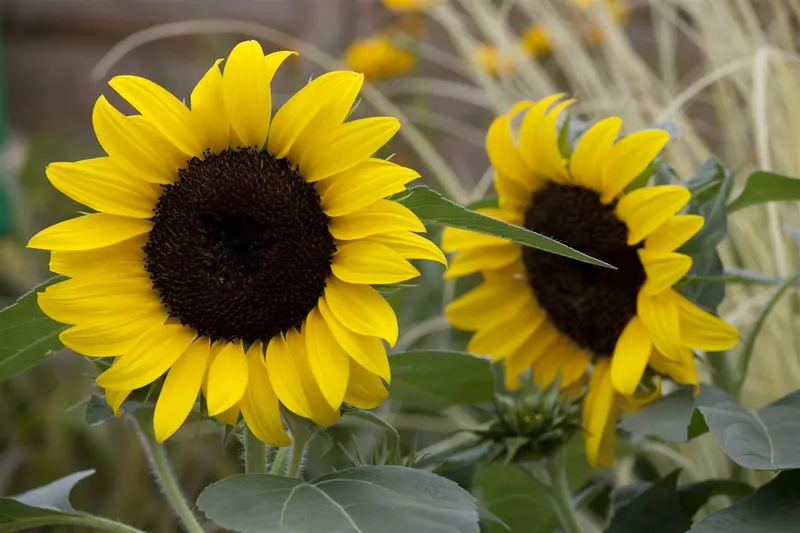 VT ZONNEBLOEM AZTEC MIX - afbeelding 5