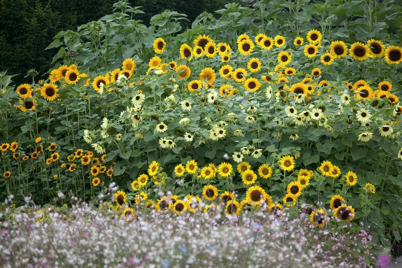 VT ZONNEBLOEM HALFHOOG DOMINO - afbeelding 4