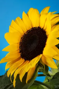 VT ZONNEBLOEM HOOG GIGANTEUS - afbeelding 2