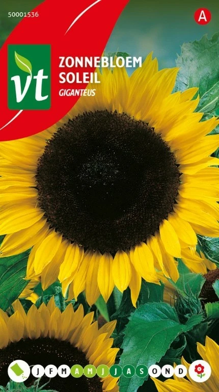 VT ZONNEBLOEM HOOG GIGANTEUS