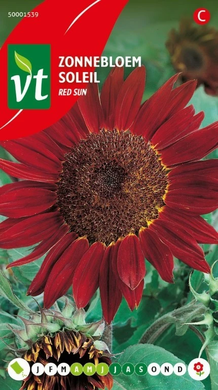 VT ZONNEBLOEM HOOG RED SUN