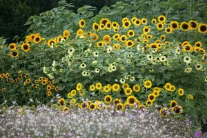 VT ZONNEBLOEM LAAG DISTINTO - afbeelding 4