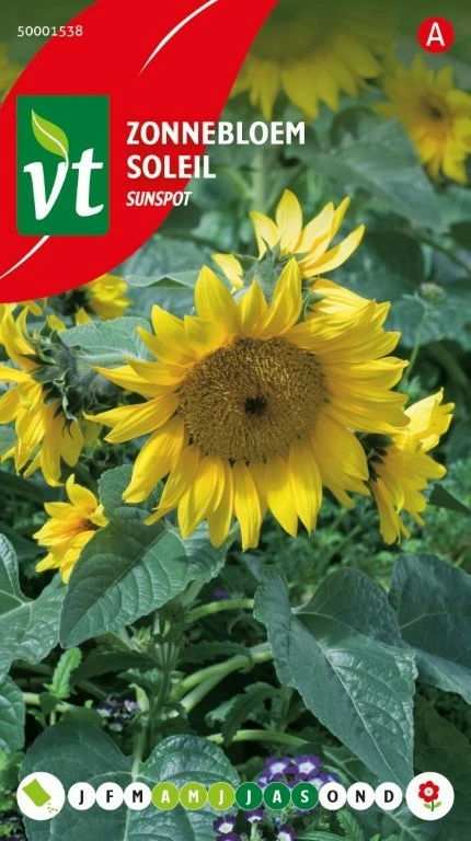 VT ZONNEBLOEM LAAG SUNSPOT