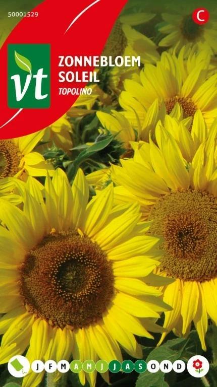 VT ZONNEBLOEM LAAG TOPOLINO