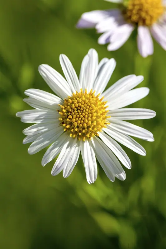 leucanthemum vulgare (chrysanth. leucanth.) P9 - afbeelding 3