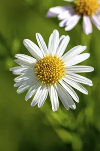leucanthemum vulgare (chrysanth. leucanth.) P9 - afbeelding 3