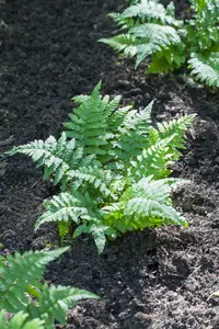 polypodium vulgare P9 - afbeelding 3