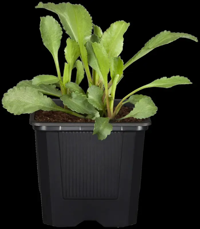 leucanthemum vulgare (chrysanth. leucanth.) P9 - afbeelding 5