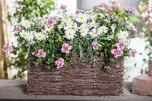 leucanthemum vulgare (chrysanth. leucanth.) P9 - afbeelding 2