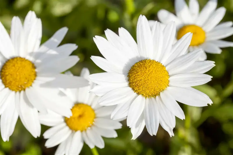 leucanthemum vulgare (chrysanth. leucanth.) P9 - afbeelding 4