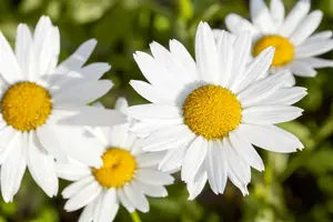leucanthemum vulgare (chrysanth. leucanth.) P9 - afbeelding 4