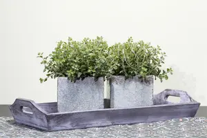 origanum vulgare P9 - afbeelding 5
