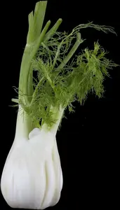 foeniculum vulgare P9 - afbeelding 5