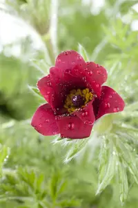 pulsatilla vulgaris P9 - afbeelding 5