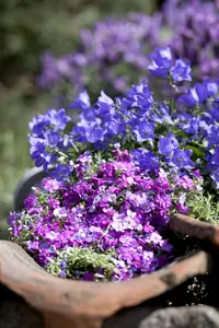 pulsatilla vulgaris P9 - afbeelding 4