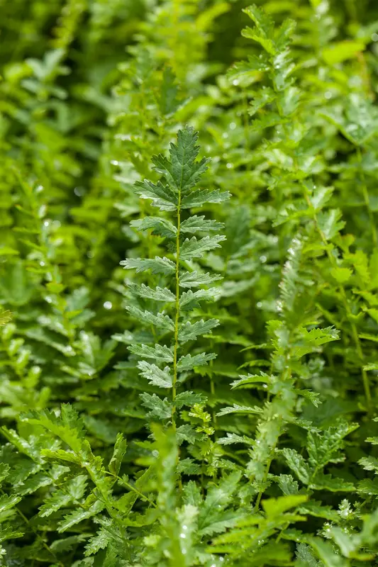 filipendula vulgaris ( hexapetala) P9 - afbeelding 3