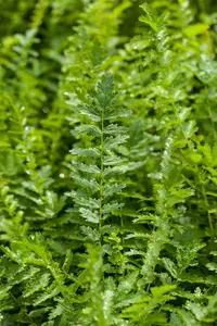 filipendula vulgaris ( hexapetala) P9 - afbeelding 3