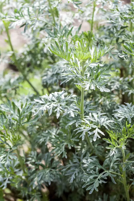 artemisia vulgaris P9 - afbeelding 2