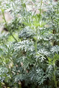 artemisia vulgaris P9 - afbeelding 2