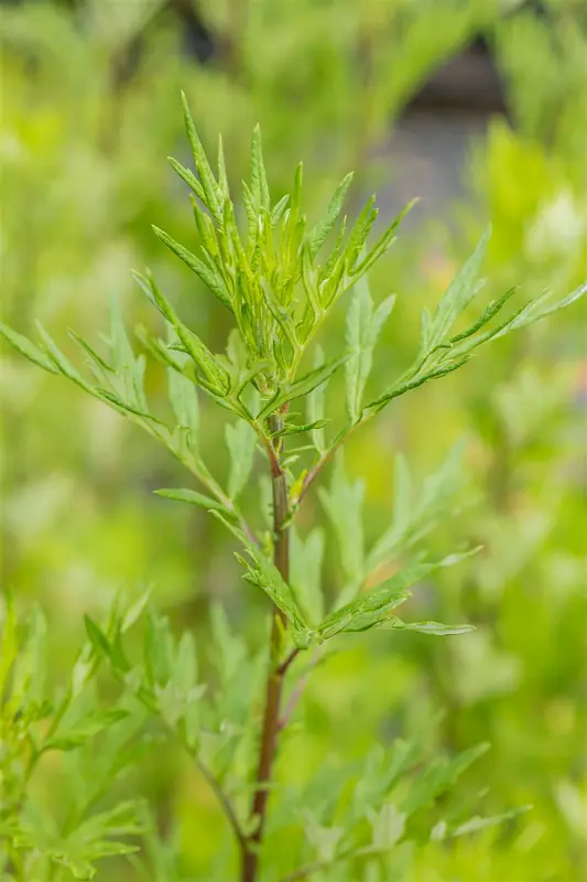 artemisia vulgaris P9 - afbeelding 4