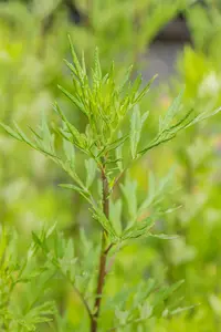artemisia vulgaris P9 - afbeelding 4