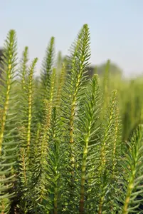 hippuris vulgaris P9 - afbeelding 2
