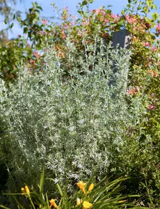 artemisia vulgaris P9 - afbeelding 4