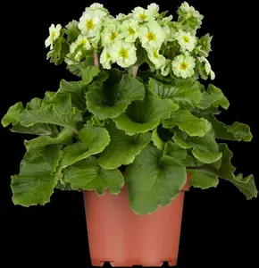 primula vulgaris ( acaulis) P9 - afbeelding 5