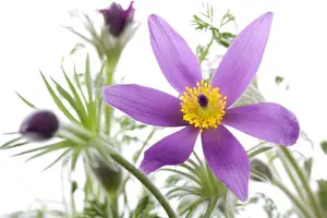 pulsatilla vulgaris P9 - afbeelding 2