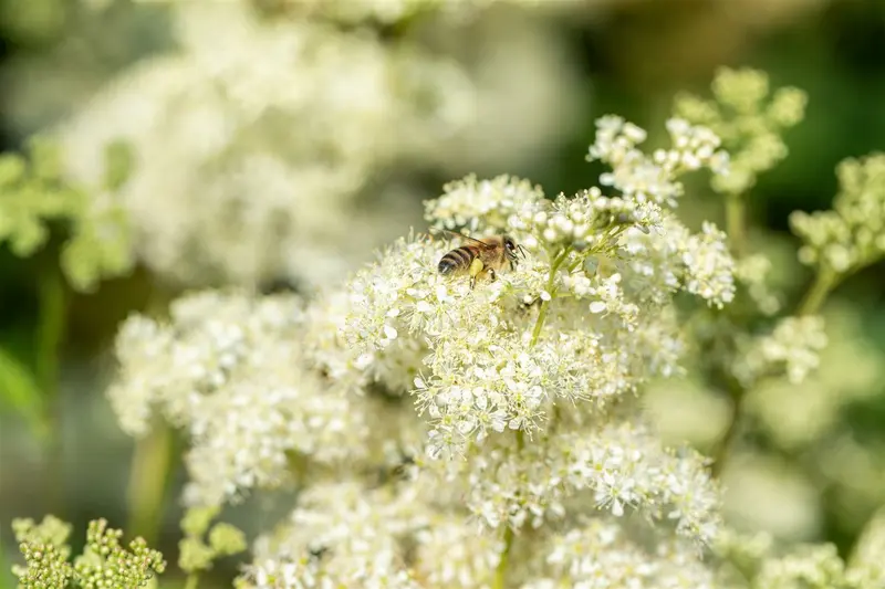 filipendula vulgaris ( hexapetala) P9 - afbeelding 1