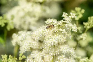 filipendula vulgaris ( hexapetala) P9 - afbeelding 3