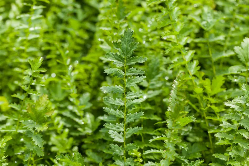 filipendula vulgaris ( hexapetala) P9 - afbeelding 2