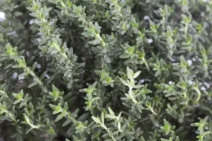 thymus vulgaris P9 - afbeelding 1