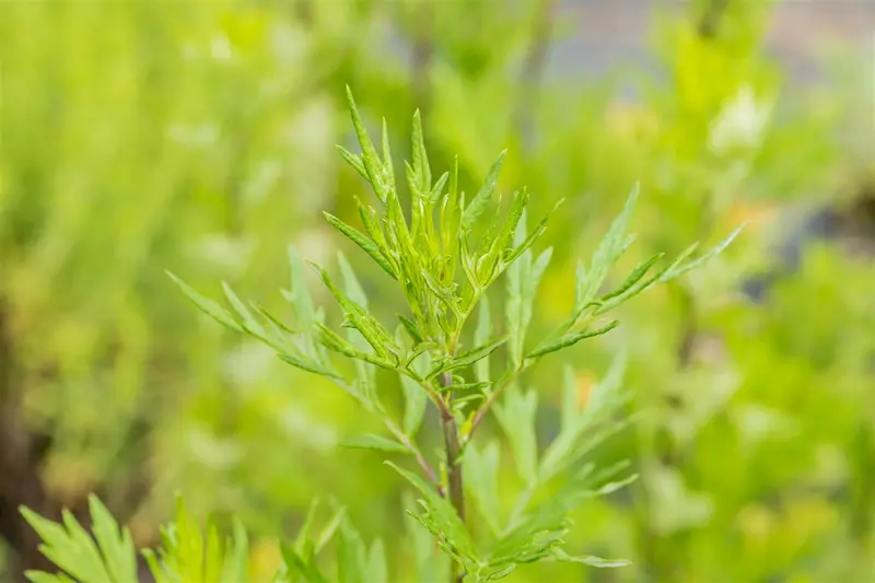artemisia vulgaris P9 - afbeelding 3