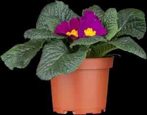 primula vulgaris ( acaulis) P9 - afbeelding 1