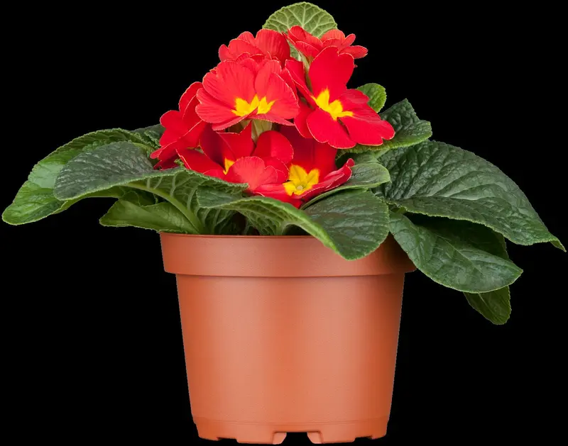 primula vulgaris ( acaulis) P9 - afbeelding 3