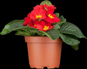 primula vulgaris ( acaulis) P9 - afbeelding 3