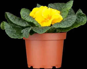 primula vulgaris ( acaulis) P9 - afbeelding 2