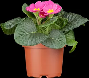 primula vulgaris ( acaulis) P9 - afbeelding 4