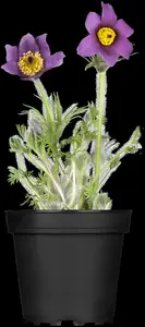 pulsatilla vulgaris P9 - afbeelding 3