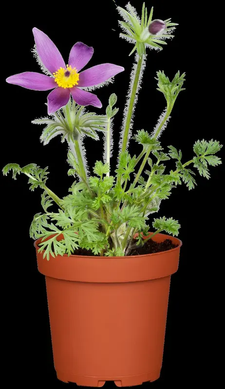pulsatilla vulgaris P9 - afbeelding 5