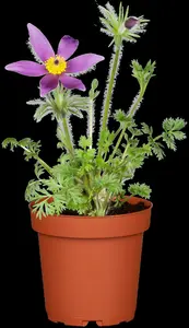 pulsatilla vulgaris P9 - afbeelding 5