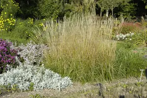 calamagrostis acut. 'waldenbuch' P9 - afbeelding 5