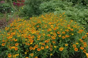 helenium hybr. 'waltraut' P9 - afbeelding 2