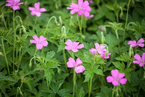 Wargrave Pink - afbeelding 1