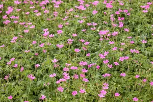 Wargrave Pink - afbeelding 2