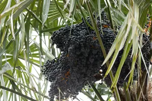 Washingtonia filifera STAM/160 C - afbeelding 5