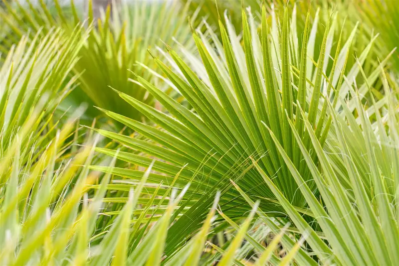 Washingtonia filifera STAM/160 C - afbeelding 1