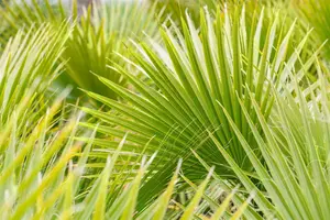 Washingtonia filifera STAM/160 C